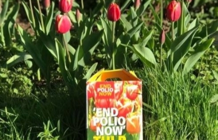 END POLIO NOW TULPENBOLLEN – OPDAT GEEN ENKEL KIND TER WERELD MOET VREZEN OM VERLAMD TE WORDEN